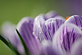 CROCUS VERNUS PICKWICK