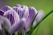 CROCUS VERNUS PICKWICK