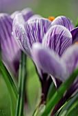 CROCUS VERNUS PICKWICK