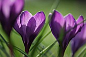 CROCUS VERNUS REMEMBRANCE