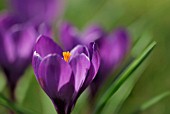 CROCUS VERNUS REMEMBRANCE