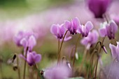 CYCLAMEN HEDERIFOLIUM