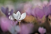 CYCLAMEN HEDERIFOLIUM