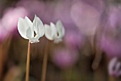 CYCLAMEN HEDERIFOLIUM