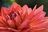DAHLIA SHEPS MEMORY
