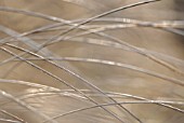 DESCHAMPSIA CESPITOSA GOLDTAU