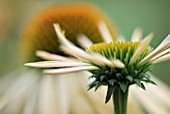 ECHINACEA HARVEST MOON