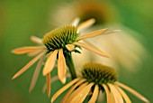 ECHINACEA HARVEST MOON