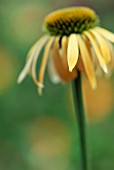 ECHINACEA HARVEST MOON