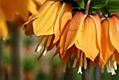 FRITILLARIA IMPERIALIS ORANGE BRILLIANT