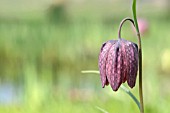 FRITILLARIA MELEAGRIS