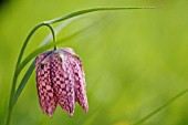 FRITILLARIA MELEAGRIS