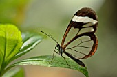 GRETA OTO, GLASSWING BUTTERFLY