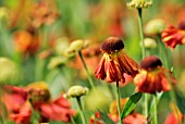 HELENIUM AUTUMNALE PEREGRINUM