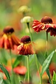 HELENIUM AUTUMNALE PEREGRINUM