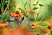 HELENIUM AUTUMNALE SUPERBUM RUBRUM