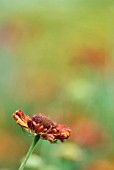 HELENIUM AUTUMNALE SUPERBUM RUBRUM