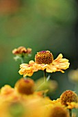 HELENIUM BARONIN LINDEN