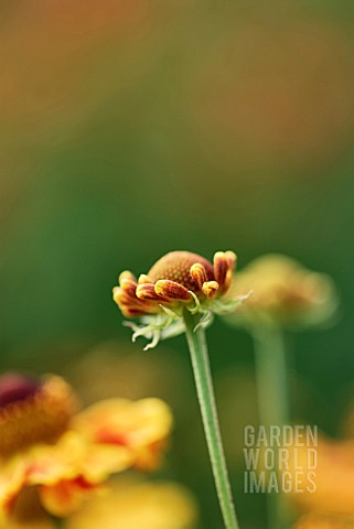 HELENIUM_BARONIN_LINDEN