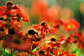 HELENIUM FEUERSIEGEL