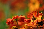 HELENIUM FEUERSIEGEL