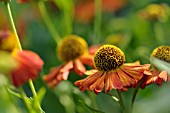 HELENIUM FEUERSIEGEL