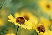 HELENIUM GARTENSONNE