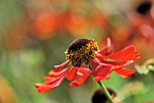 HELENIUM AUTUMNALE MOERHEIM BEAUTY