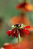 HELENIUM AUTUMNALE MOERHEIM BEAUTY