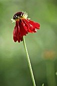 HELENIUM AUTUMNALE MOERHEIM BEAUTY