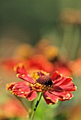 HELENIUM AUTUMNALE POTTERS WHEEL