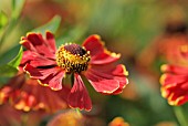 HELENIUM AUTUMNALE POTTERS WHEEL