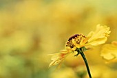 HELENIUM RIVERTON BEAUTY