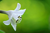 HOSTA AUGUST MOON