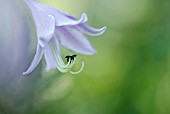 HOSTA FORTUNEI HYACINTHINA