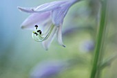 HOSTA FORTUNEI HYACINTHINA