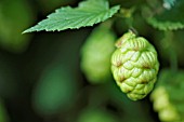 HUMULUS LUPULUS