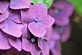 HYDRANGEA MACROPHYLLA BRUGG SYN: CRISTEL