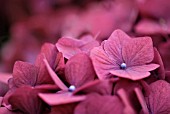 HYDRANGEA MACROPHYLLA BRUGG SYN: CRISTEL