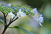 HYDRANGEA MACROPHYLLA IZU NO HANA