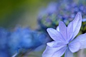 HYDRANGEA MACROPHYLLA IZU NO HANA