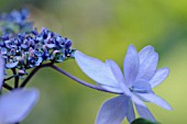 HYDRANGEA MACROPHYLLA IZU NO HANA