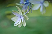 HYDRANGEA MACROPHYLLA IZU NO HANA