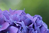 HYDRANGEA MACROPHYLLA MAMAN