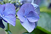 HYDRANGEA MACROPHYLLA NACHTIGALL