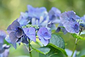 HYDRANGEA MACROPHYLLA NACHTIGALL