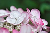 HYDRANGEA MACROPHYLLA SANDRA