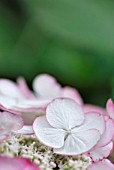 HYDRANGEA MACROPHYLLA SANDRA