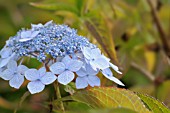 HYDRANGEA SERRATA BLUE DECKLE