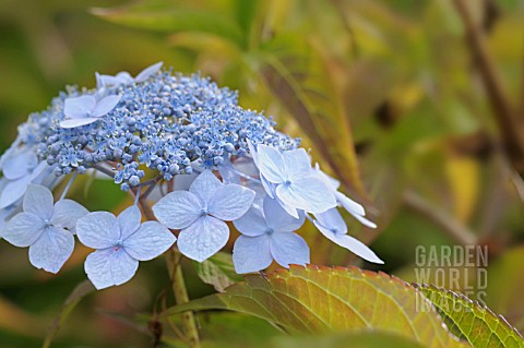 HYDRANGEA_SERRATA_BLUE_DECKLE